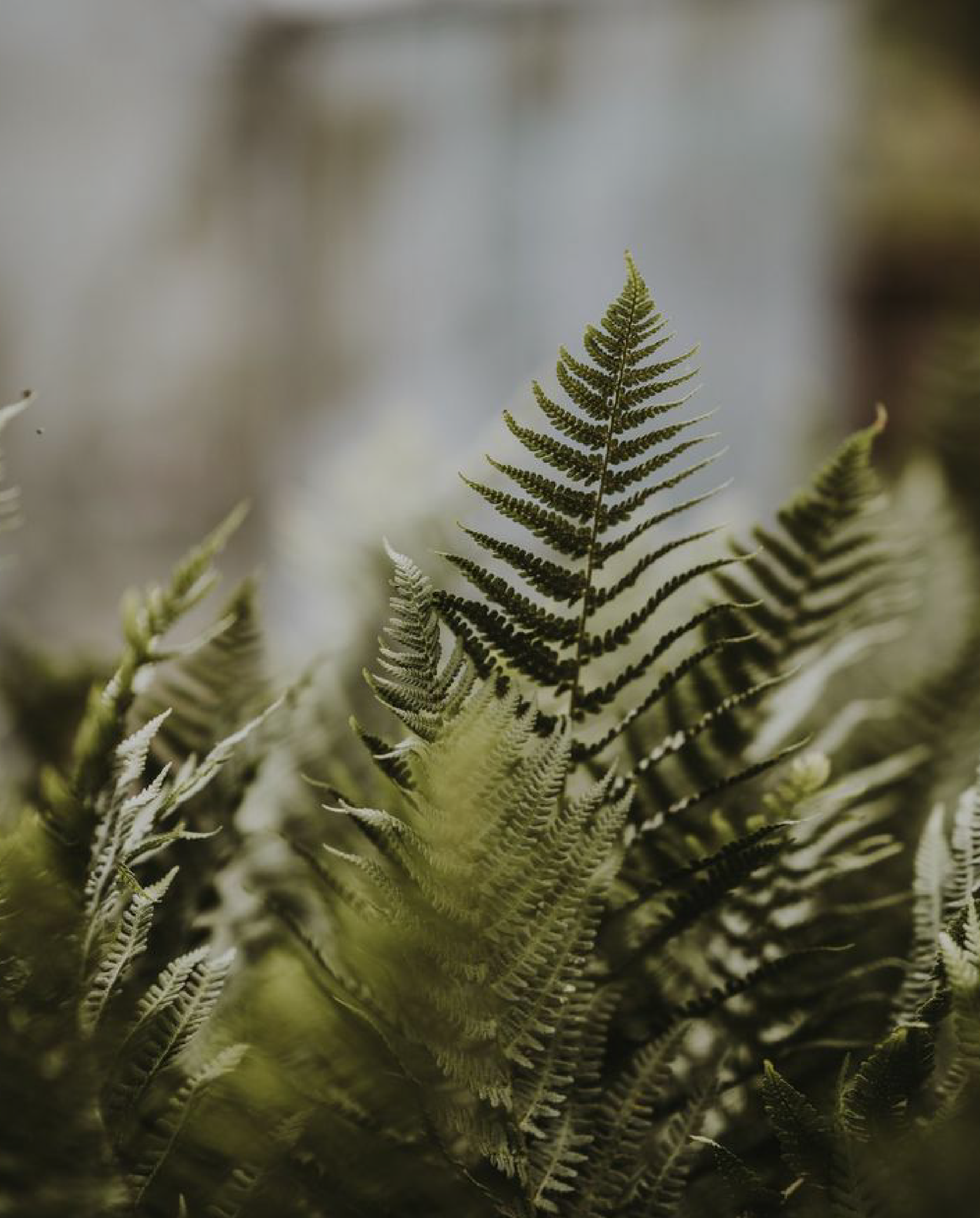 The bloom of nature